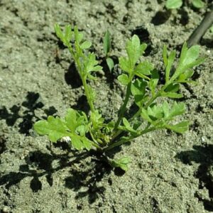 Cresson alénois - Jeunes plantes