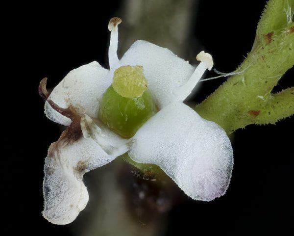 Ilex vomitoria - Détails d'une fleur