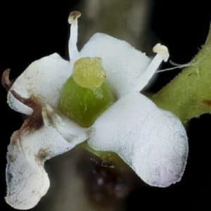 Ilex vomitoria - Détails d'une fleur