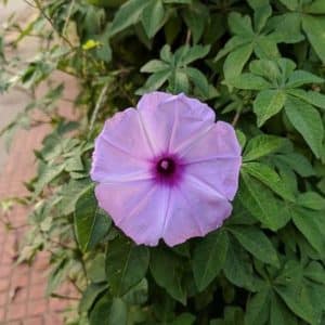 Ipomoea cairica - Détails d'une fleur