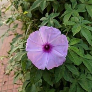 Ipomoea cairica - Détails d'une fleur