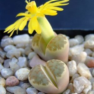 Lithops dorotheae - En fleur