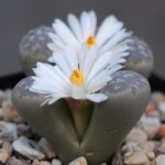 Lithops marmorata - En Fleur