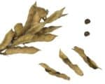 Lupinus angustifolius - Fruits et graines