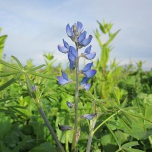 Lupinus angustifolius - Inflorescence