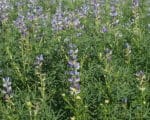 Lupinus angustifolius - Vue générale