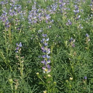 Lupinus angustifolius - Vue générale