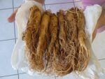 Graines de Panax ginseng, graines de Korean ginseng