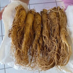 Panax ginseng - Racines