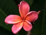 Plumeria rubra fleur, Détails d'une fleur de Frangipanier, Floraison Plumeria rubra