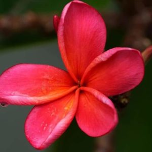 Plumeria rubra - Détails d'une fleur