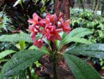 Plumeria rubra, Fleurs en bouquets terminaux de Plumeria rubra, Fleurs de Frangipanier