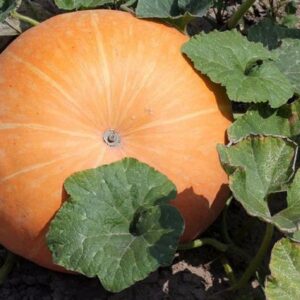 Potiron Big Max - Sur pied