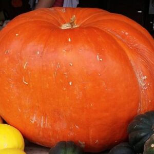 Potiron Big Max - Fruit mature