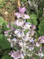 Salvia sclarea var. turkestanica ' Vatican Pink' - Fleurs