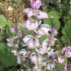 Salvia sclarea var. turkestanica ' Vatican Pink' - Fleurs