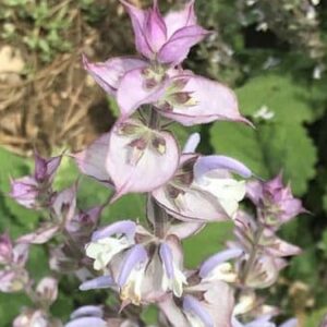 Salvia sclarea var. turkestanica ' Vatican Pink' - Fleurs