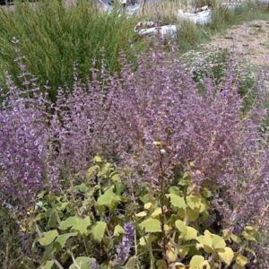 Salvia sclarea var. turkestanica 'Vatican Pink' - Vue générale