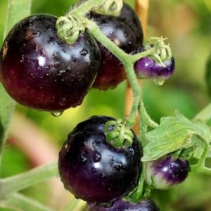 Tomate Black Onyx - Fruits matures