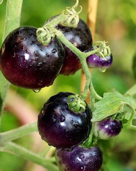 Tomate Black Onyx - Fruits matures