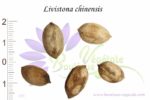 Graines de Livistona chinensis