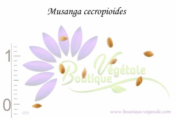 Graines de Musanga cecropioides