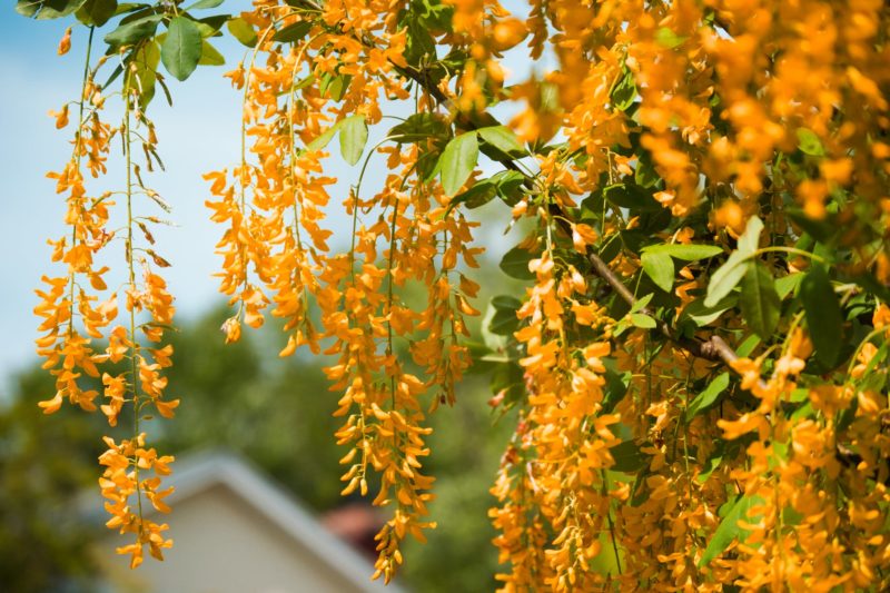 yellow flowers hanging from tree branches