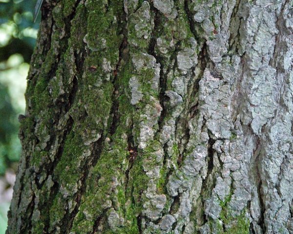 Abies concolor 'Glauca' - Détails du tronc