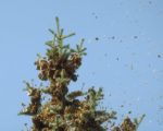 Abies concolor 'Glauca' - Graines dispersées par le vent