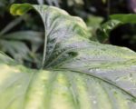 Alocasia fornicata - Larges feuilles nervurées