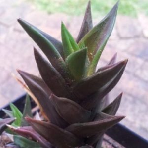 Aloe Black Gem - Feuilles de couleur sombre d'Aloe Chocolat - Plant d'Aloe Black Gem