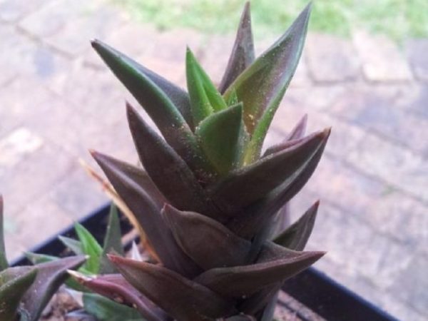 Aloe Black Gem - Feuilles de couleur sombre d'Aloe Chocolat - Plant d'Aloe Black Gem