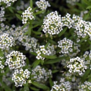 Alyssum maritimum 'Carpet Snow' - Détails des fleurs