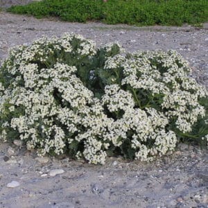 Alyssum maritimum 'Carpet Snow' - En massif