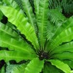 Asplenium australasicum, Feuilles ondulées de fougère nid d'oiseau, Spores de Fougère nid d'oiseau