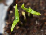 Capsicum annuum - Semis (CC0)