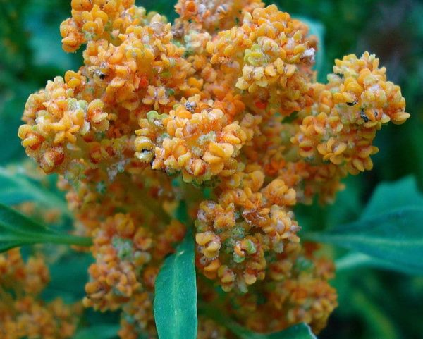 Chenopodium quinoa - Fleurs avant anthèse