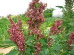 Chenopodium quinoa - Inflorescence
