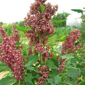 Chenopodium quinoa - Inflorescence