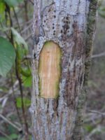 Cochlospermum regium - Détail du tronc