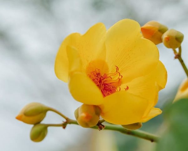 Cochlospermum regium - Fleurs et boutons floraux