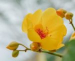 Cochlospermum regium - Fleurs et boutons floraux