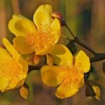 Cochlospermum regium - Inflorescence