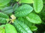Coffea arabica Costa Rica 95 - Feuillage vert cuivré