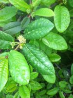 Coffea arabica Costa Rica 95 - Feuillage vert cuivré