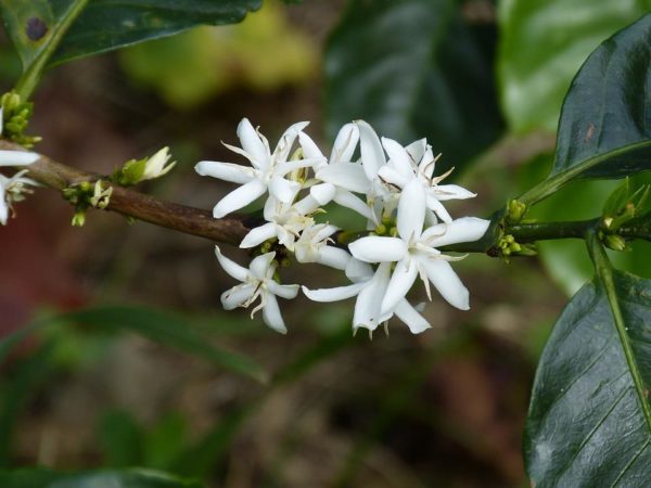 Coffea arabica Costa Rica 95 - Floraison