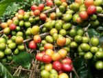 Coffea arabica Costa Rica 95 - Fructification abondante