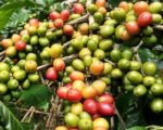 Coffea arabica Costa Rica 95 - Fructification abondante