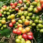 Coffea arabica Costa Rica 95 - Fructification abondante
