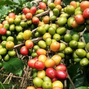 Coffea arabica Costa Rica 95 - Fructification abondante
